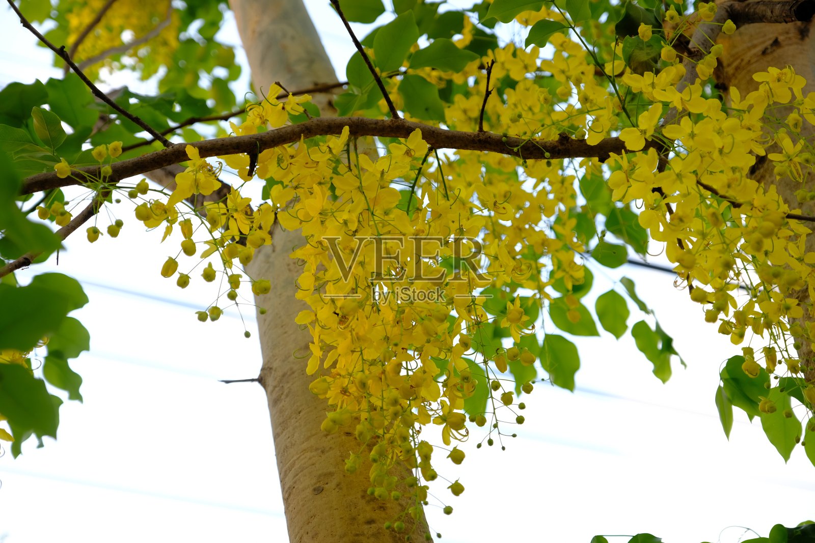 黄花决明子或金花照片摄影图片