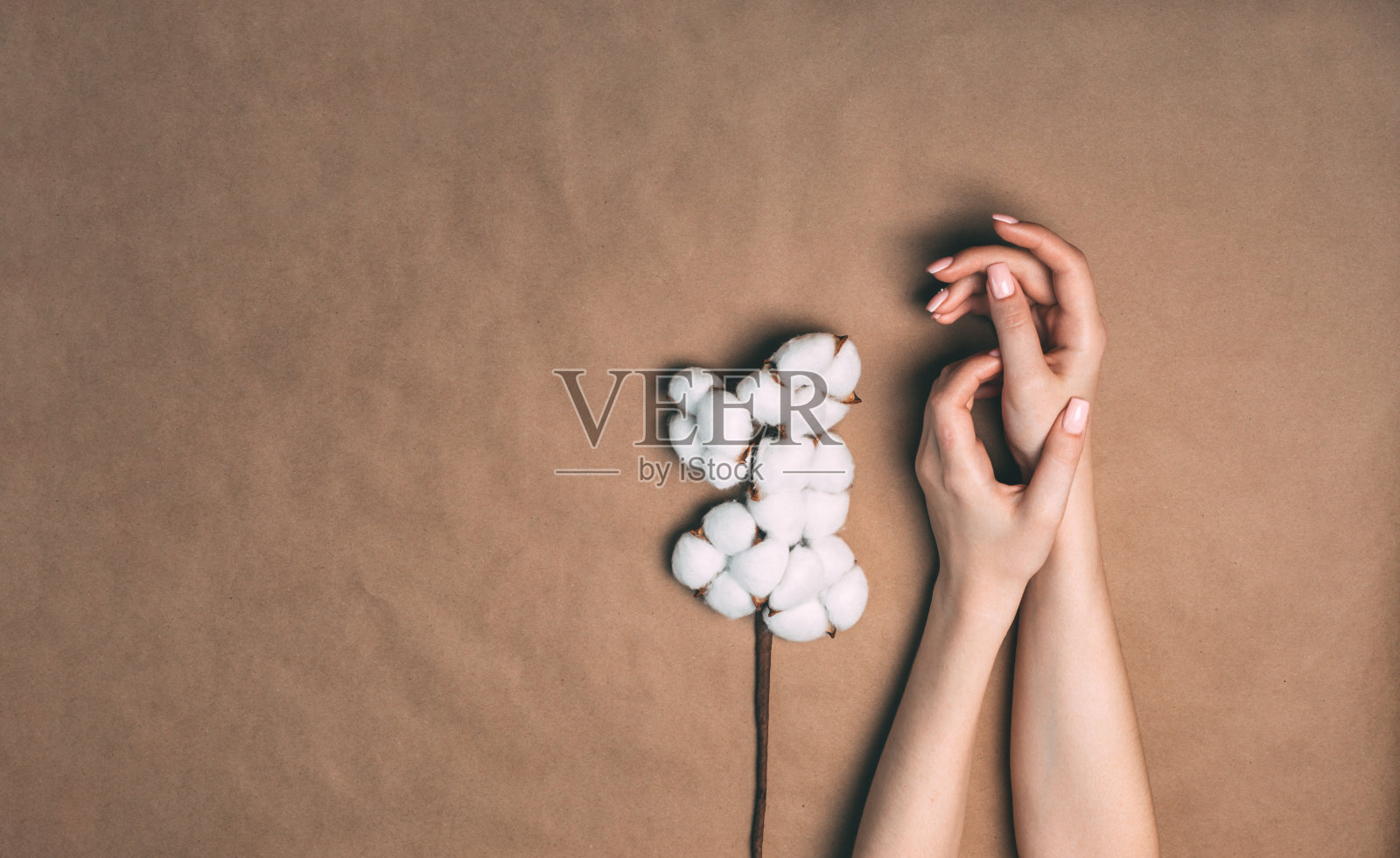 女人的手里拿着一枝棉花照片摄影图片