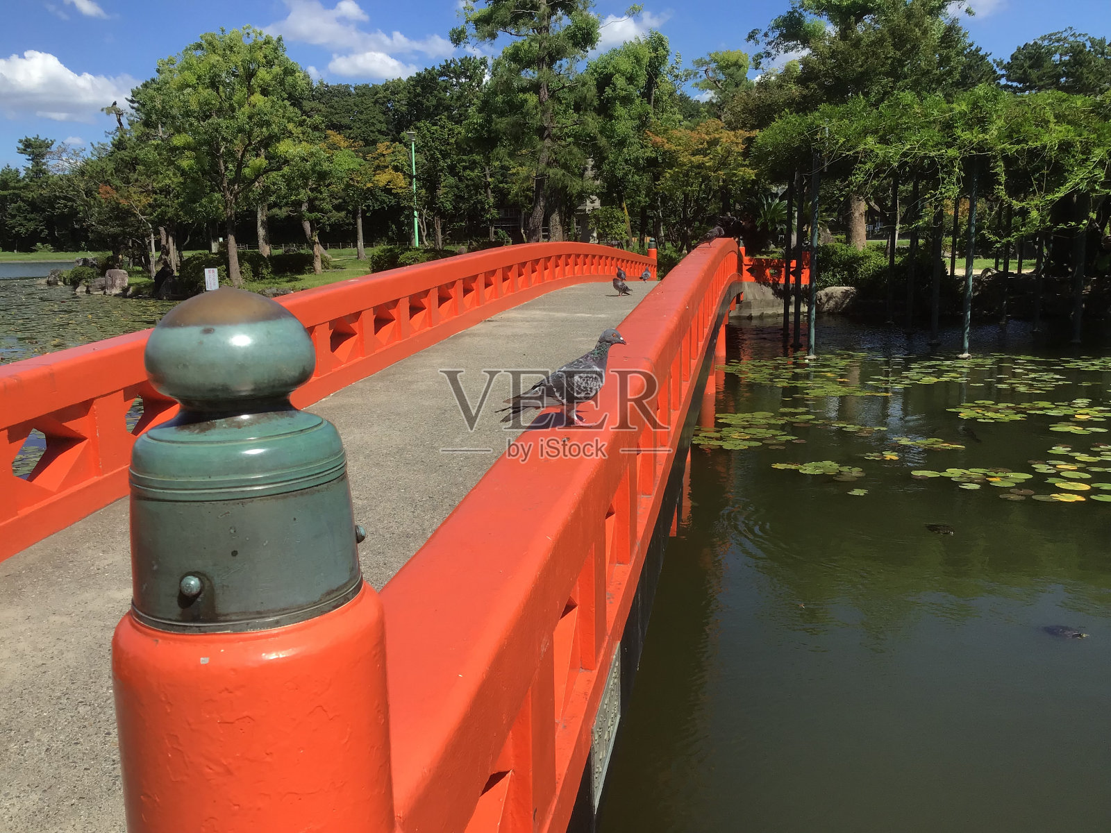 天野川公园桥上的鸽子照片摄影图片