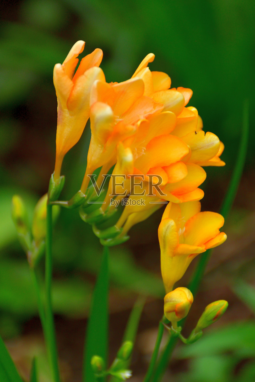 小苍兰的花照片摄影图片