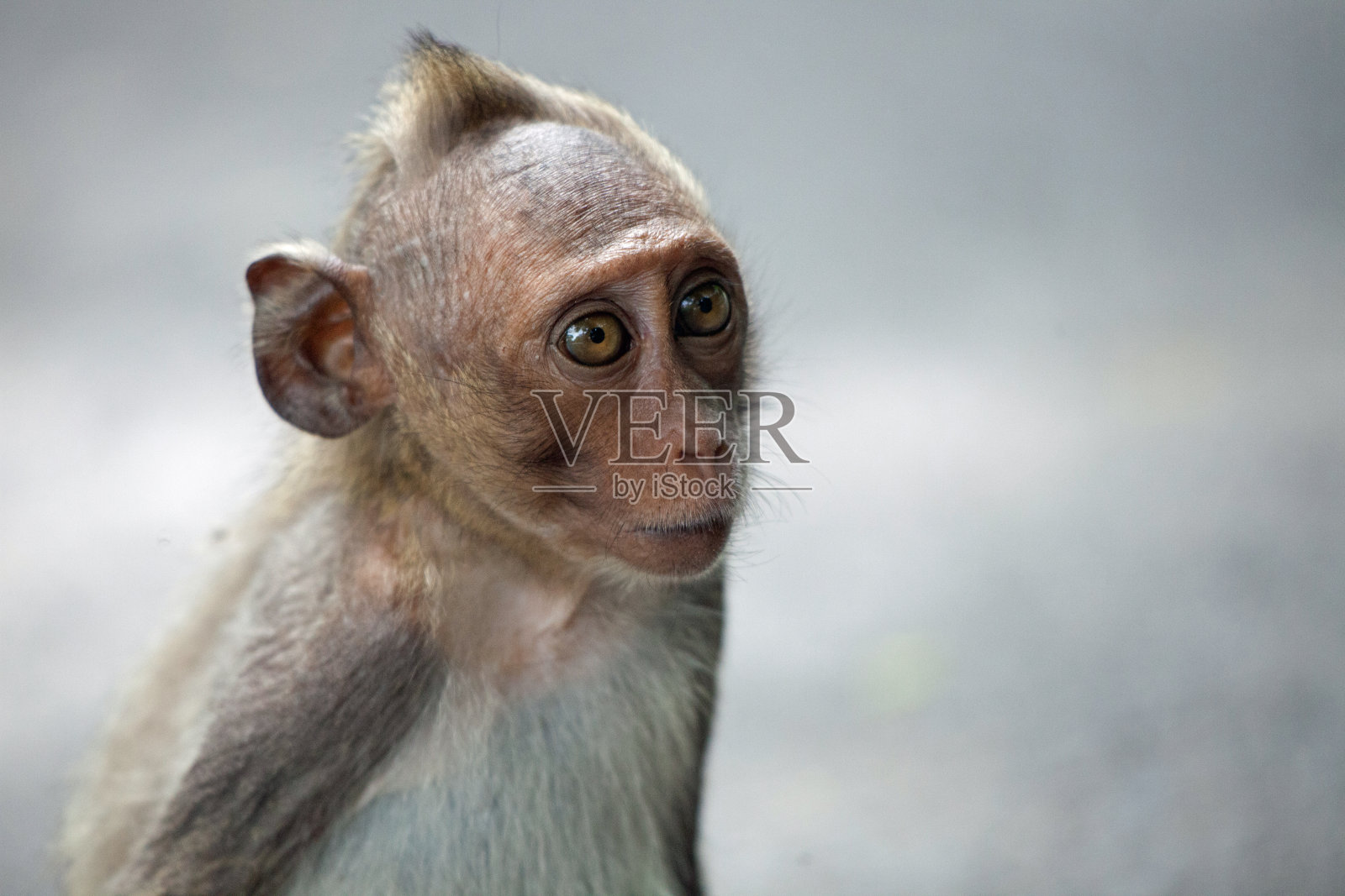 可爱的猴子照片摄影图片