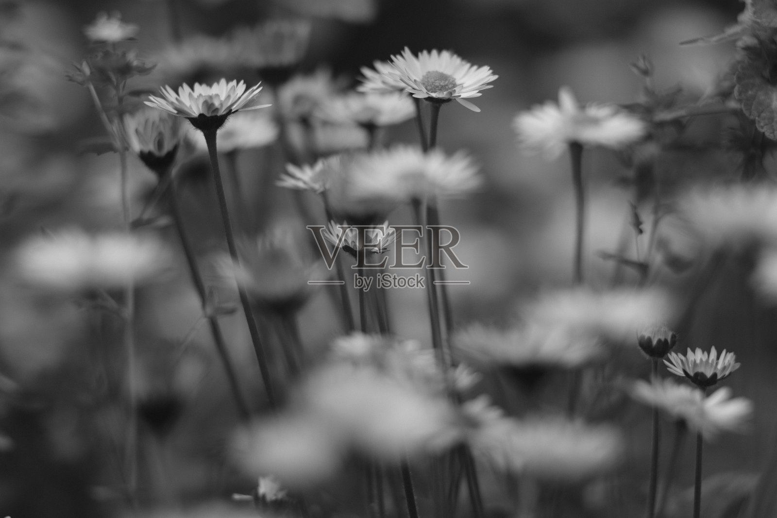 黛西照片摄影图片