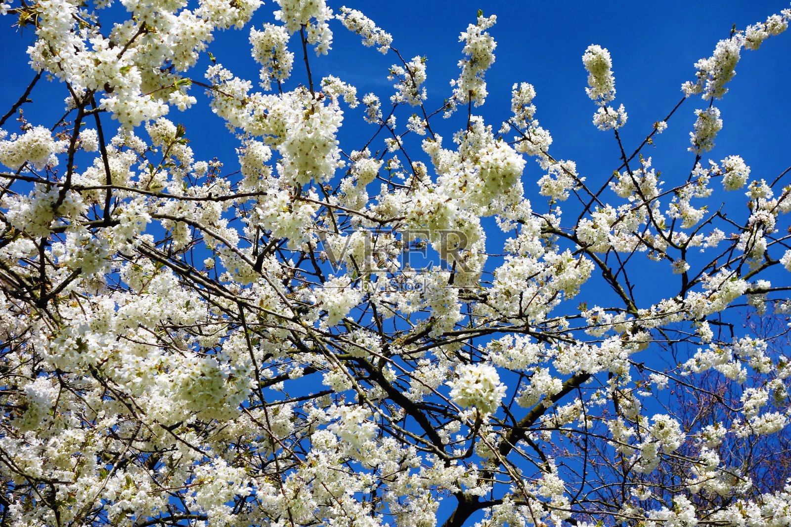樱花。照片摄影图片