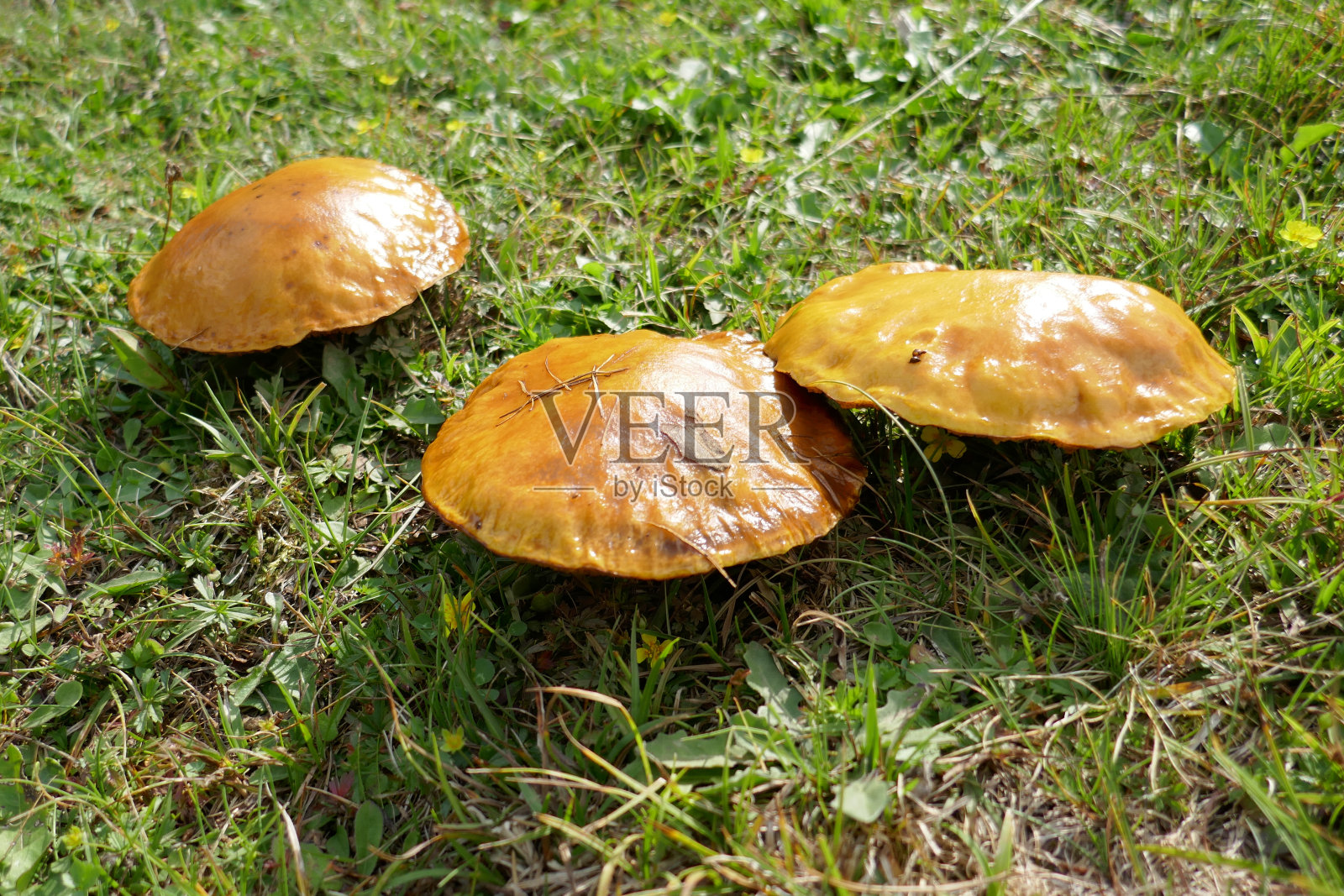 ，奥地利照片摄影图片