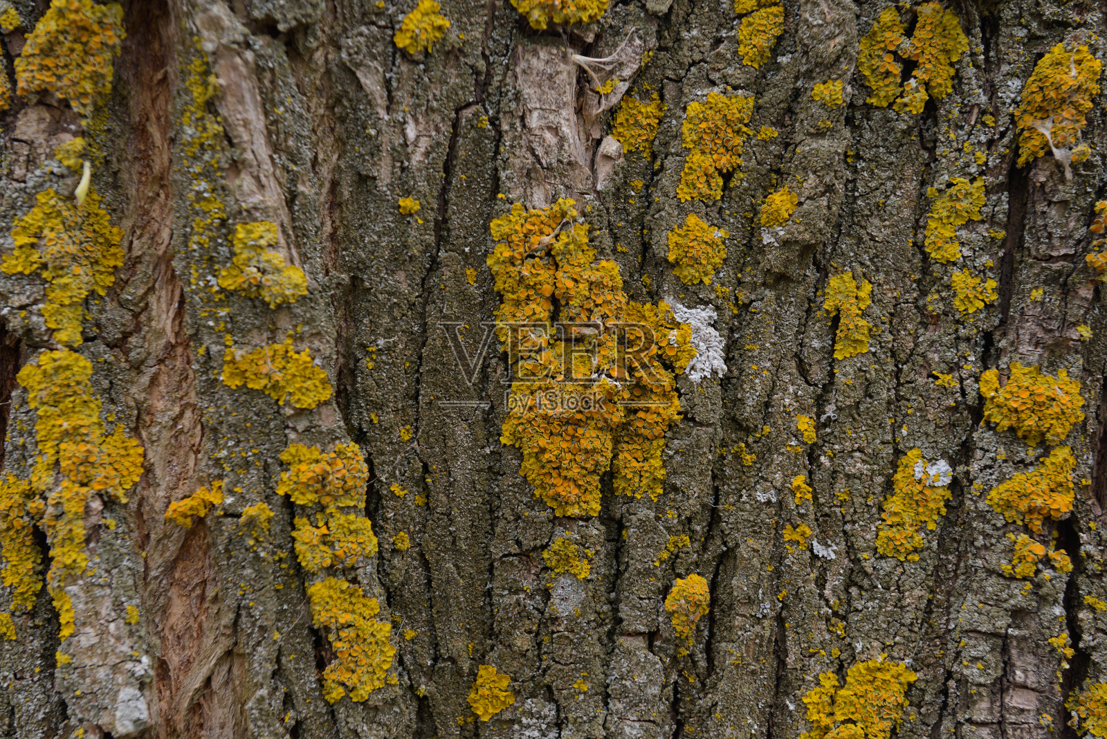 深色树皮表面的老颜色与黄色地衣照片摄影图片