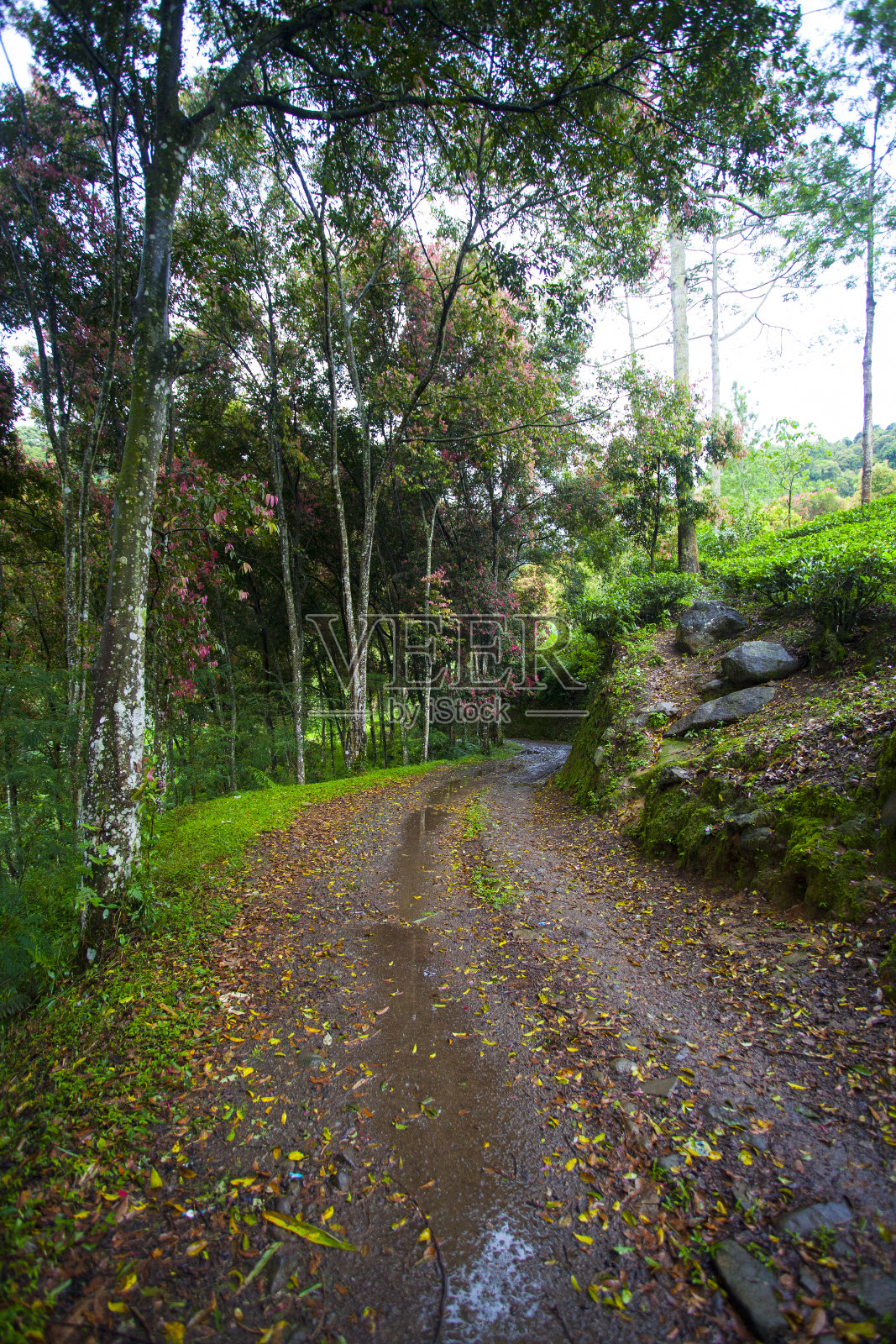 Puncak的茶园照片摄影图片