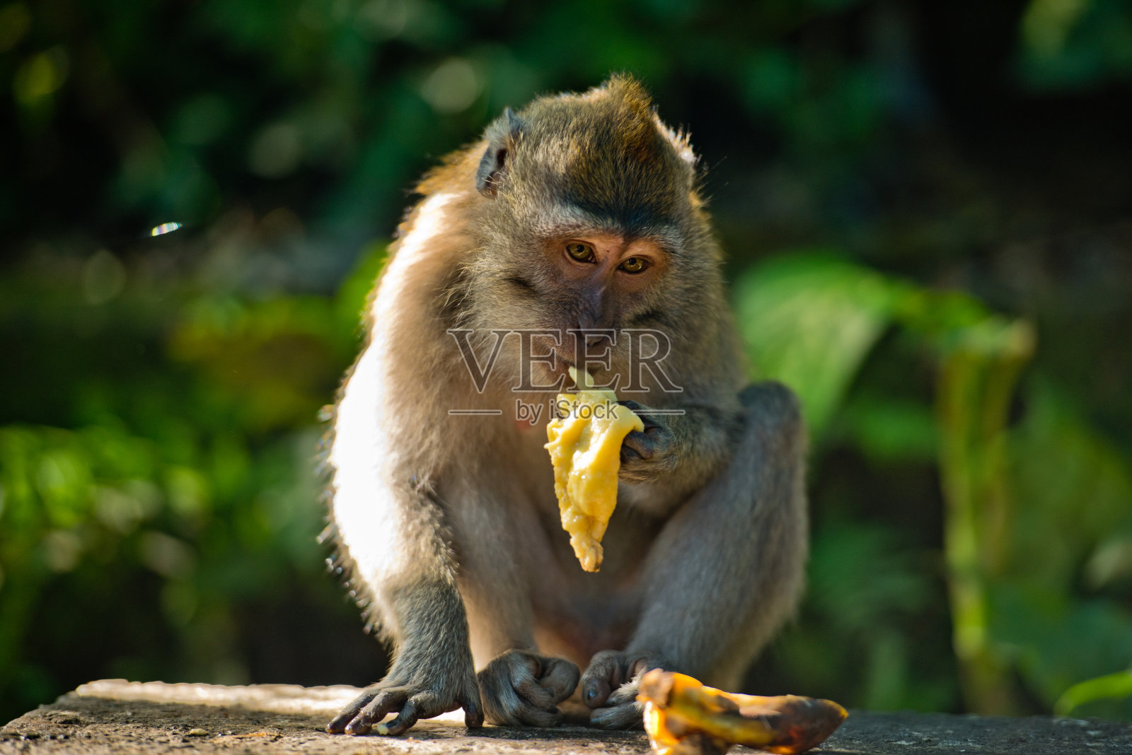 成年猴子坐在森林里吃香蕉水果。猴子森林，乌布，印尼巴厘岛。照片摄影图片