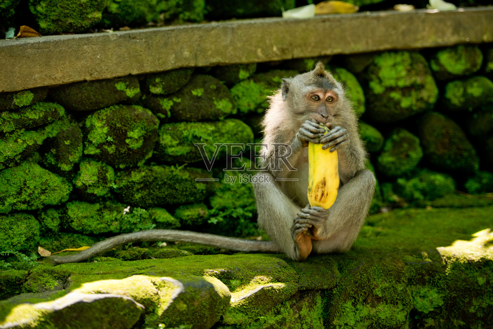 成年猴子坐在森林里吃香蕉水果。猴子森林，乌布，印尼巴厘岛。照片摄影图片
