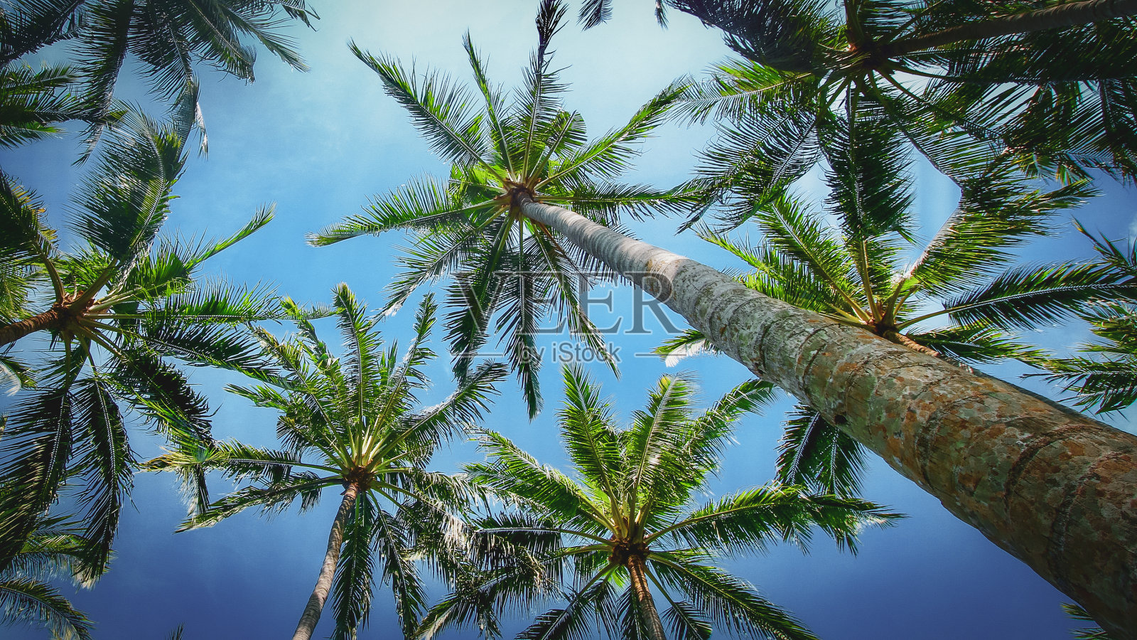 椰子棕榈树照片摄影图片