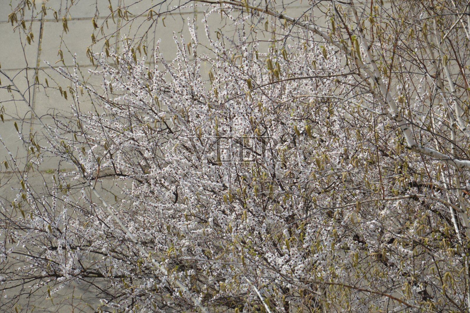 盛开的春天的花树纹理的户外照片摄影图片