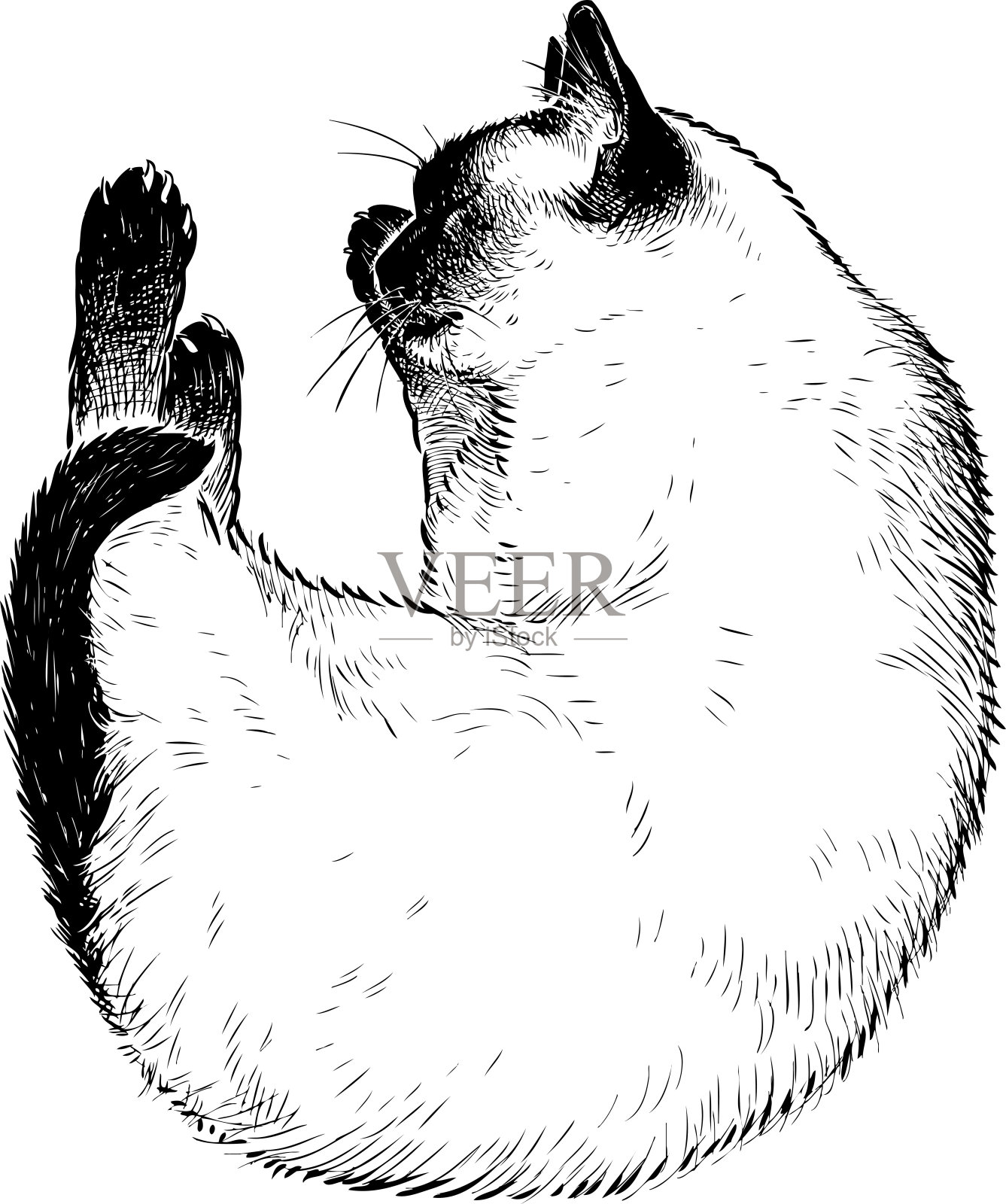正在睡觉的家暹罗猫素描插画图片素材