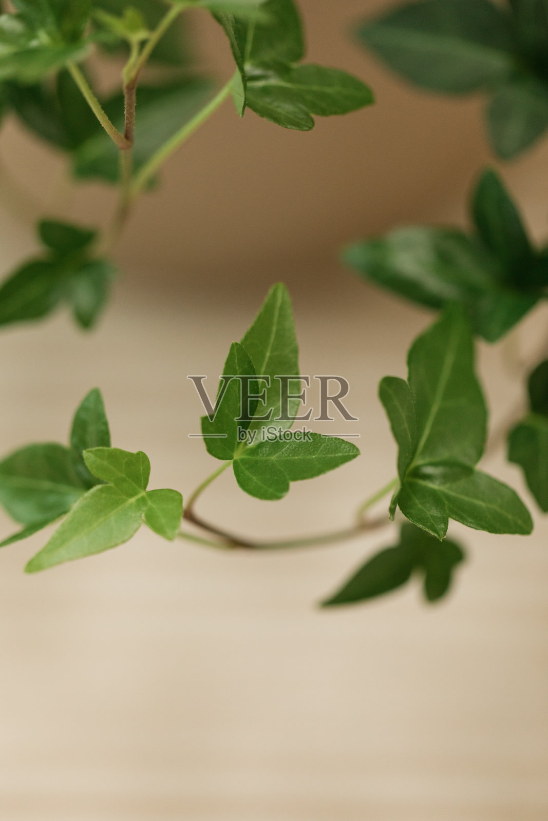 绿色常春藤照片摄影图片