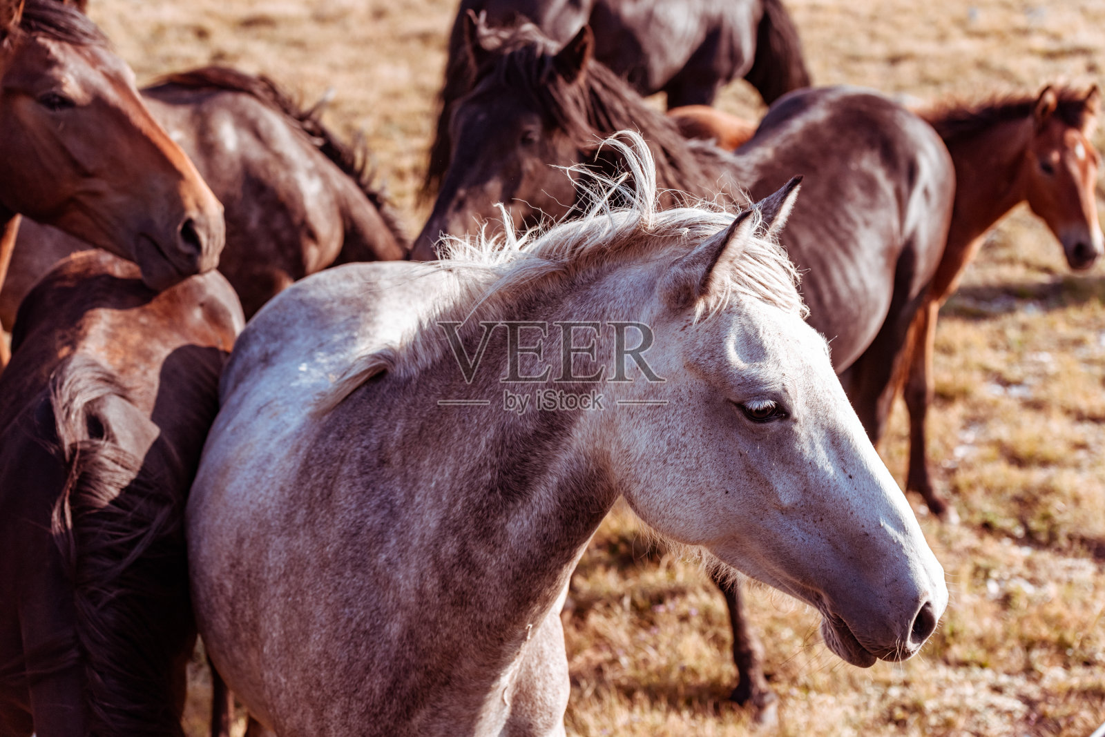 野生马在自然保护区照片摄影图片