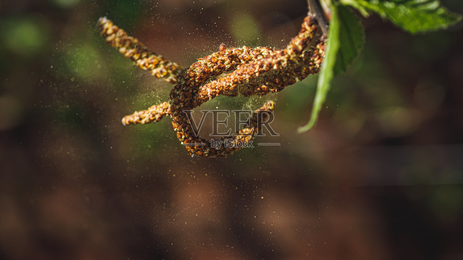 桦树柳絮带花粉粒在春季飞来飞去照片摄影图片