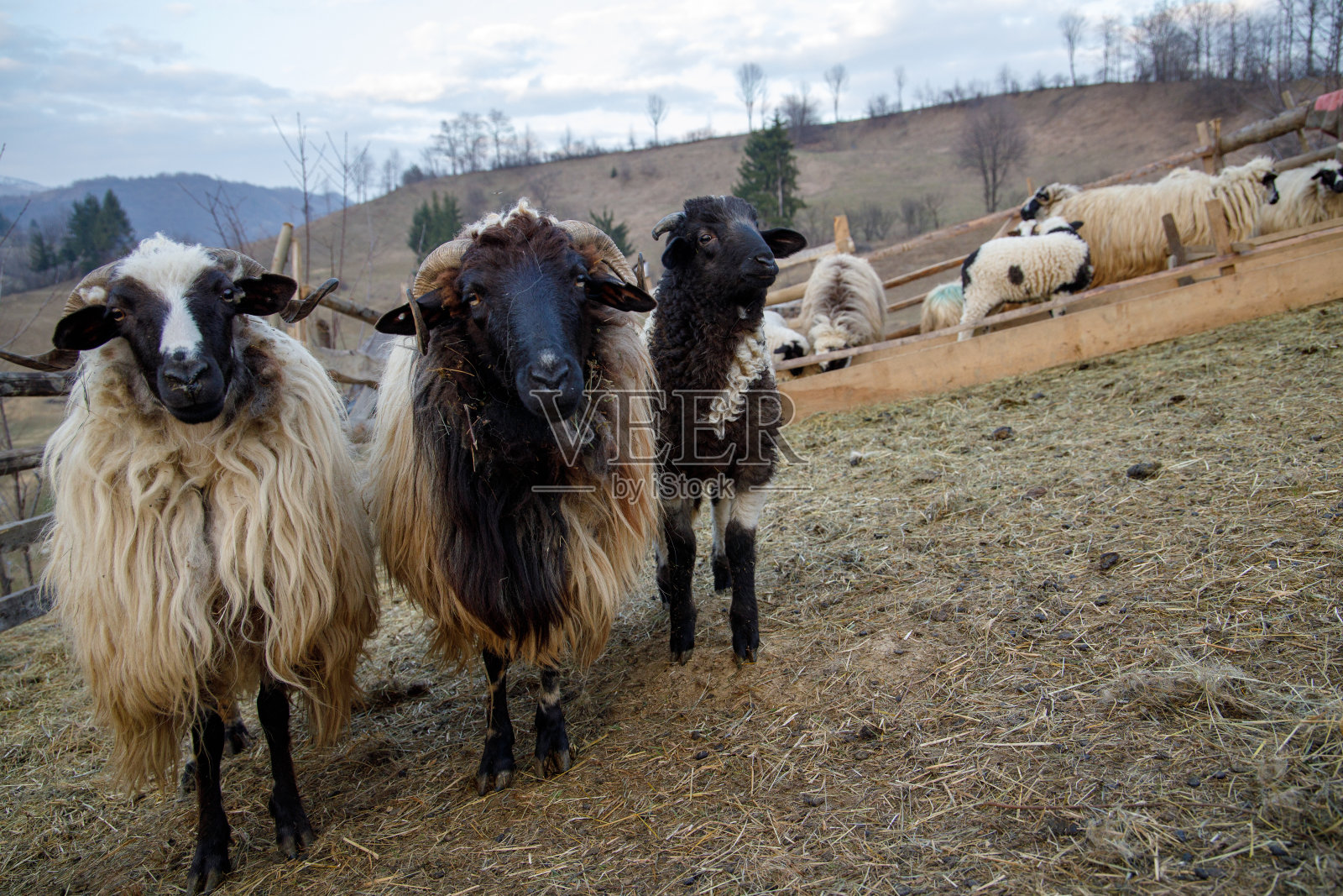 可爱的绵羊和她的宝宝照片摄影图片