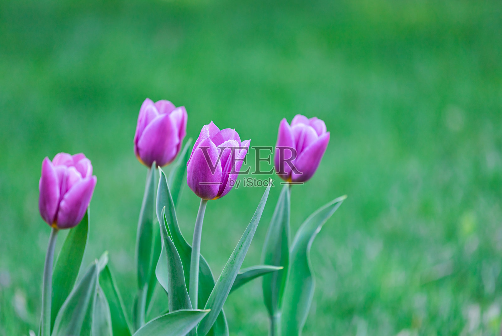 盛开的郁金香照片摄影图片