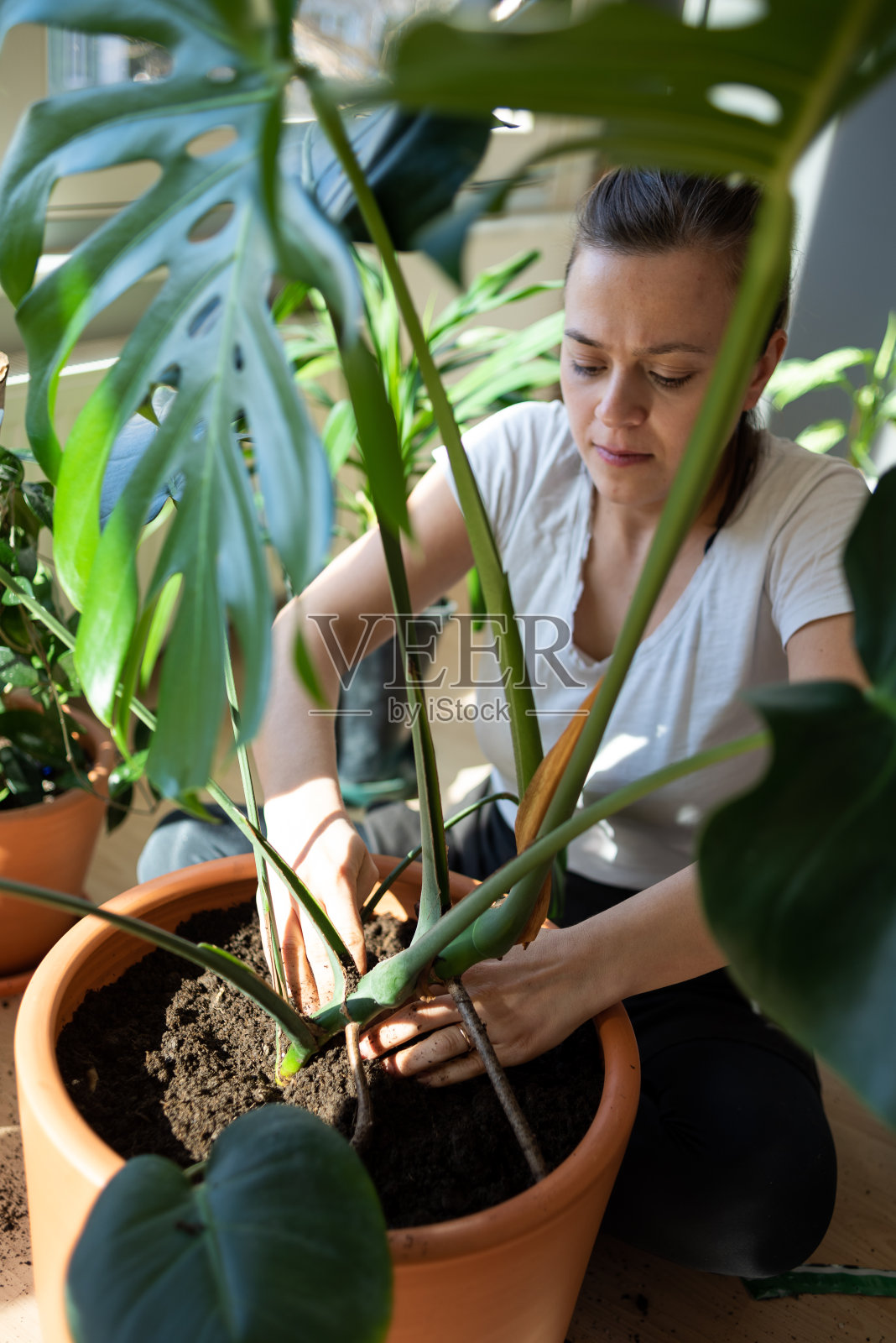 家庭园艺照片摄影图片