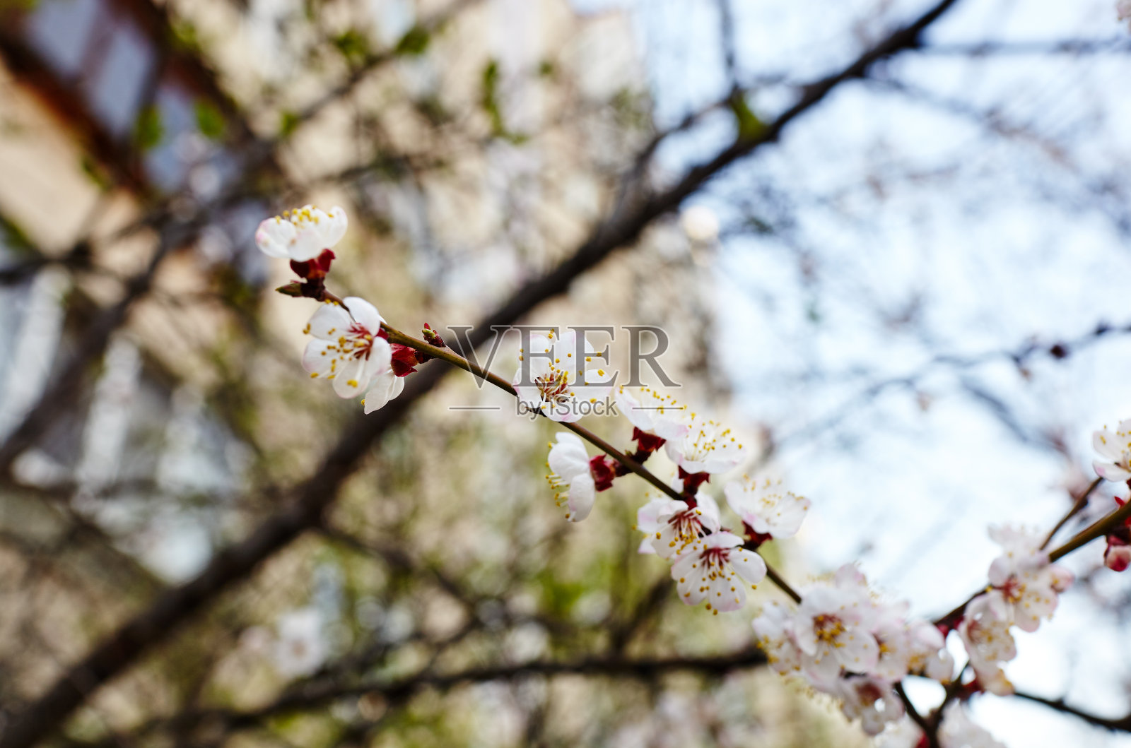 美丽的白色杏花。杏树开花。清新的春天背景户外的自然。柔软的焦点图像盛开的花朵在春天的时间。复活节和春天的贺卡，横幅照片摄影图片