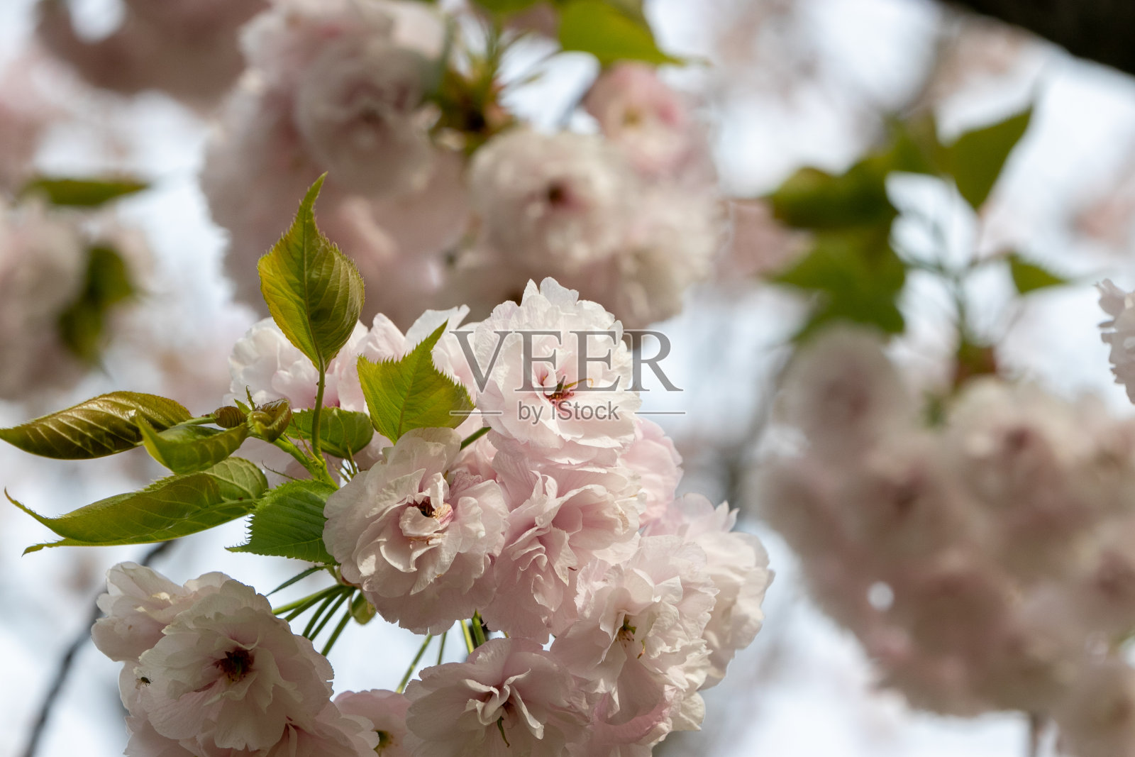 日本千叶县，奈良野市，公园里的双樱花照片摄影图片