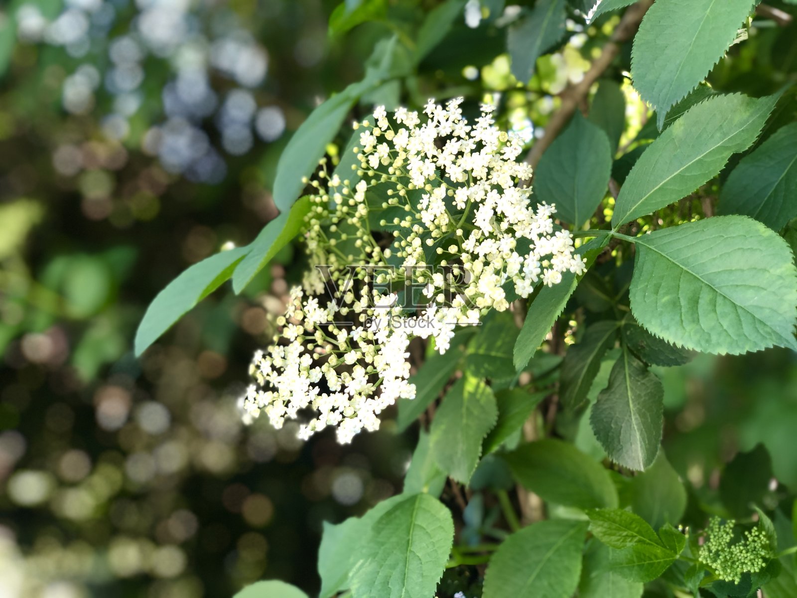 接骨木，接骨木，黑接骨木，欧洲接骨木，欧洲接骨木和欧洲黑接骨木照片摄影图片