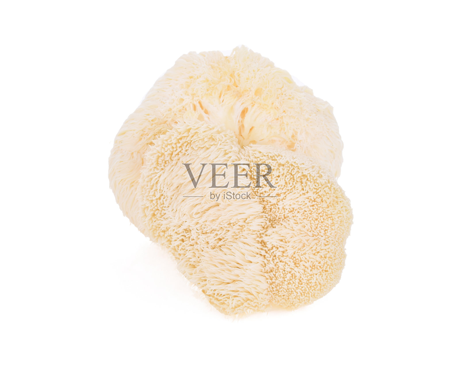 狮子鬃毛蘑菇孤立在白色的背景。照片摄影图片