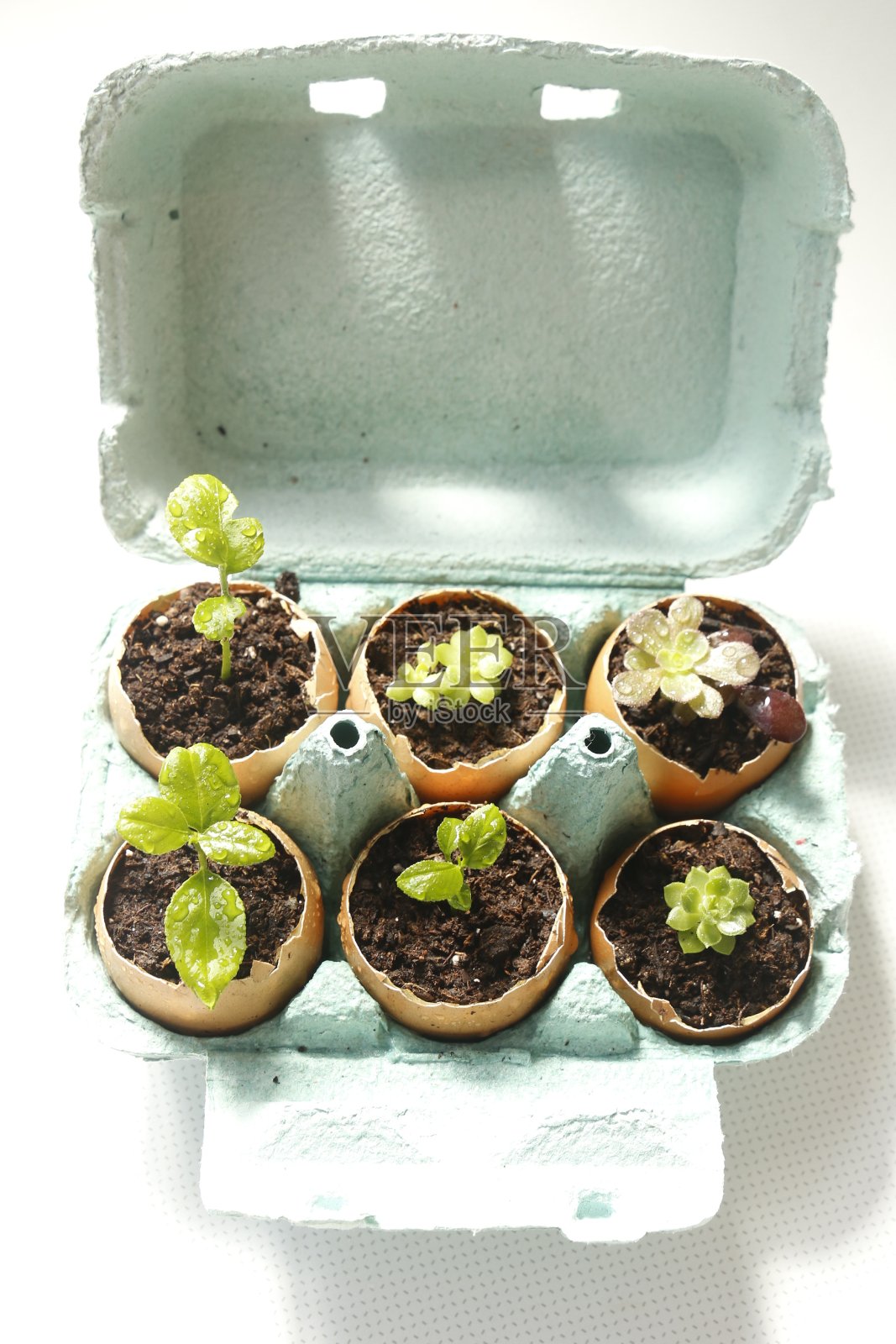 幼苗在蛋壳中生长。柠檬树和多肉植物照片摄影图片