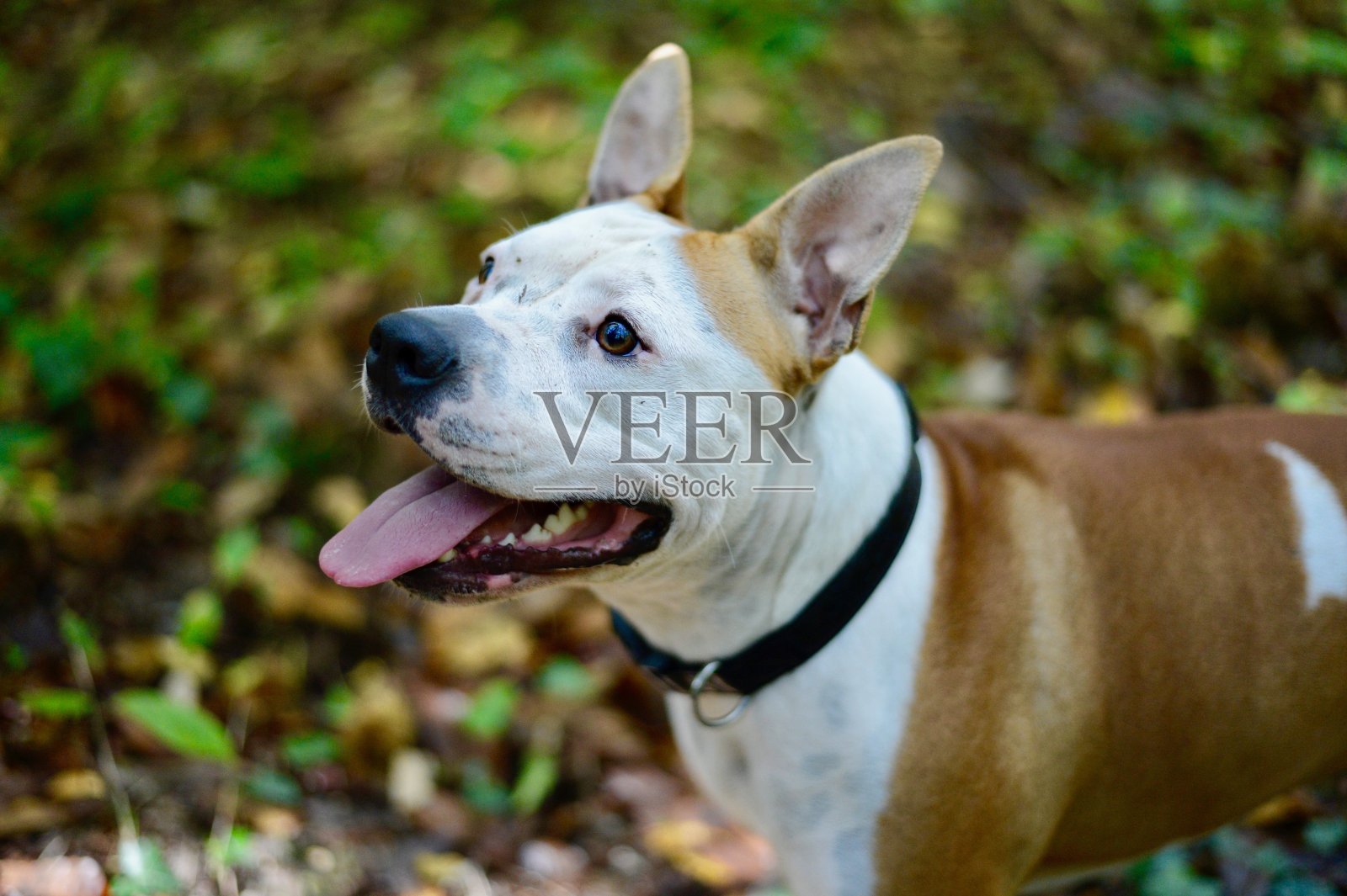 狗照片摄影图片