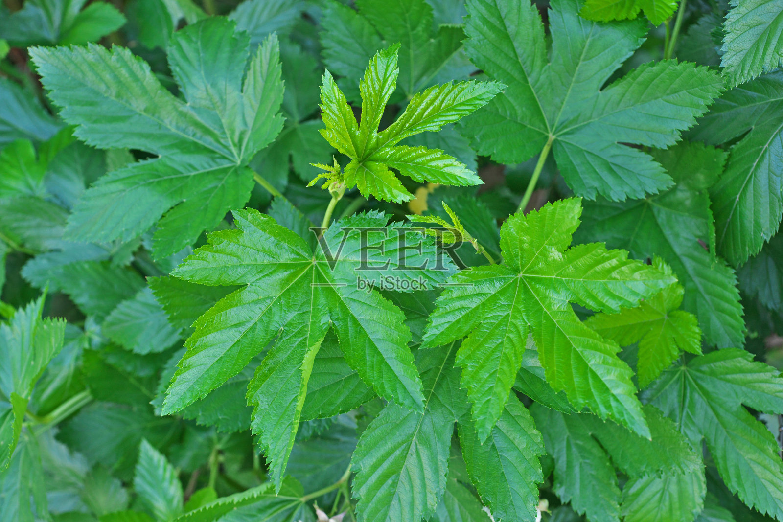 三叶悬钩子照片摄影图片