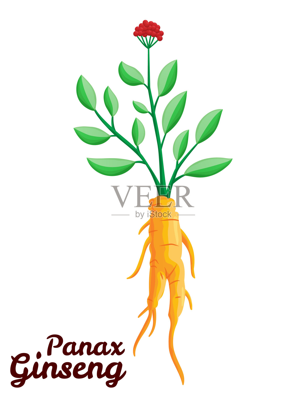 人参的根和叶。健康的生活方式。用于传统医学、园艺。生物添加剂。矢量彩色平面药用植物插图。在白色背景上隔离插画图片素材