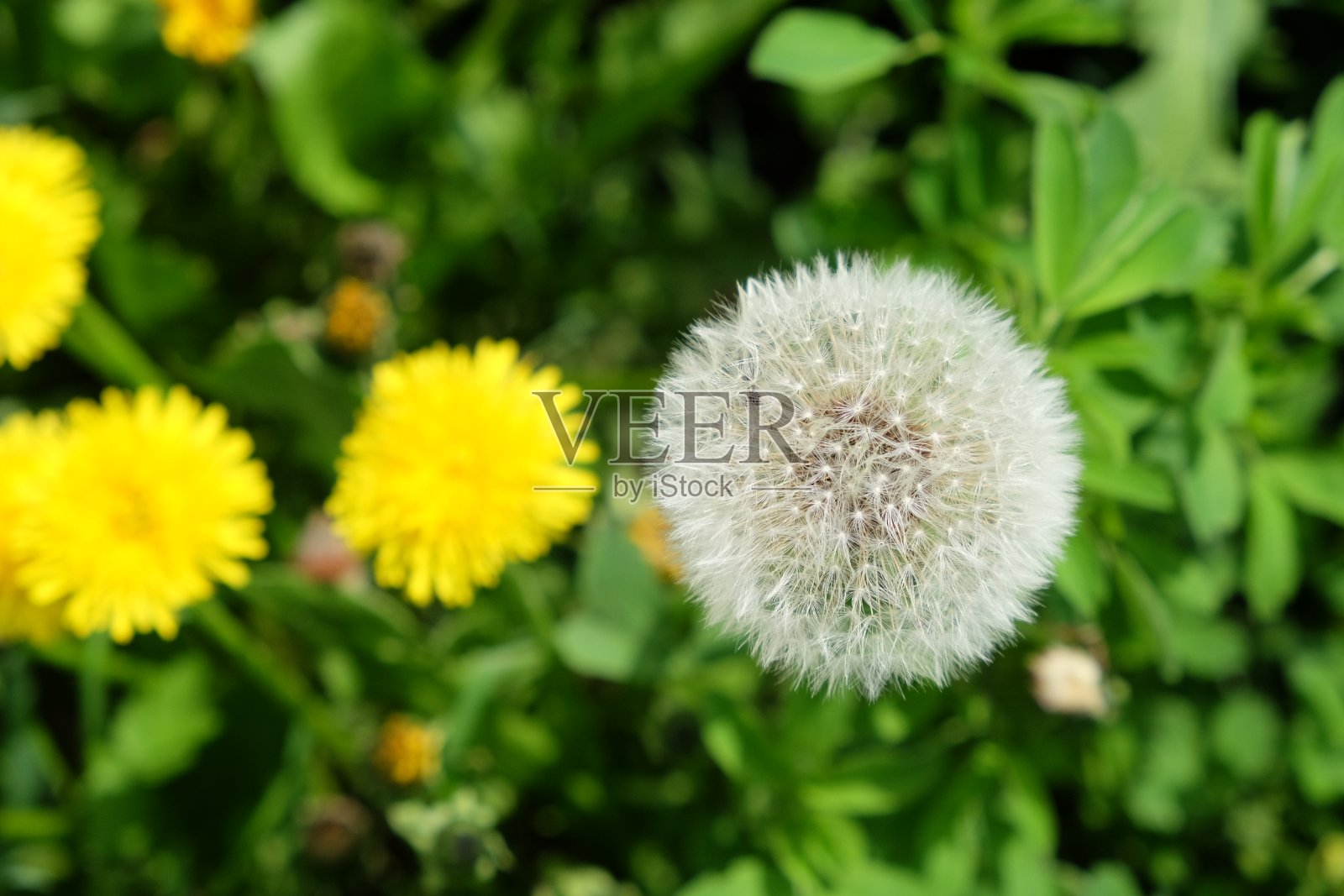 绿色田野上的白色蒲公英。野花。照片摄影图片