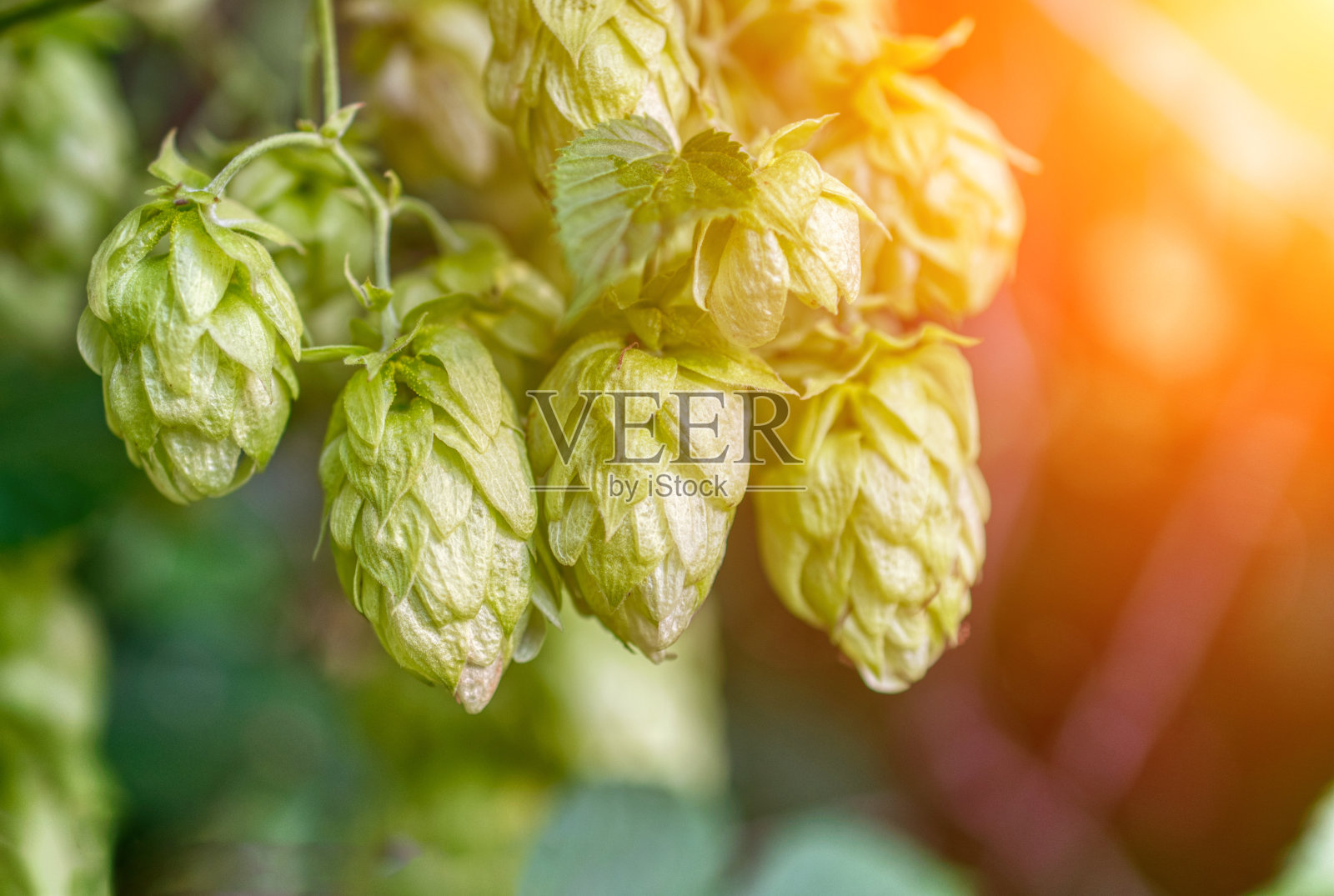 路锥,特写。用于酿造工业的农业植物照片摄影图片