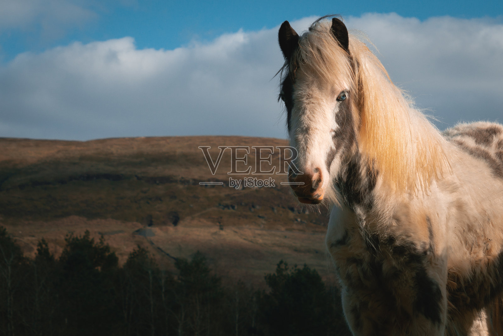 山上的野马照片摄影图片