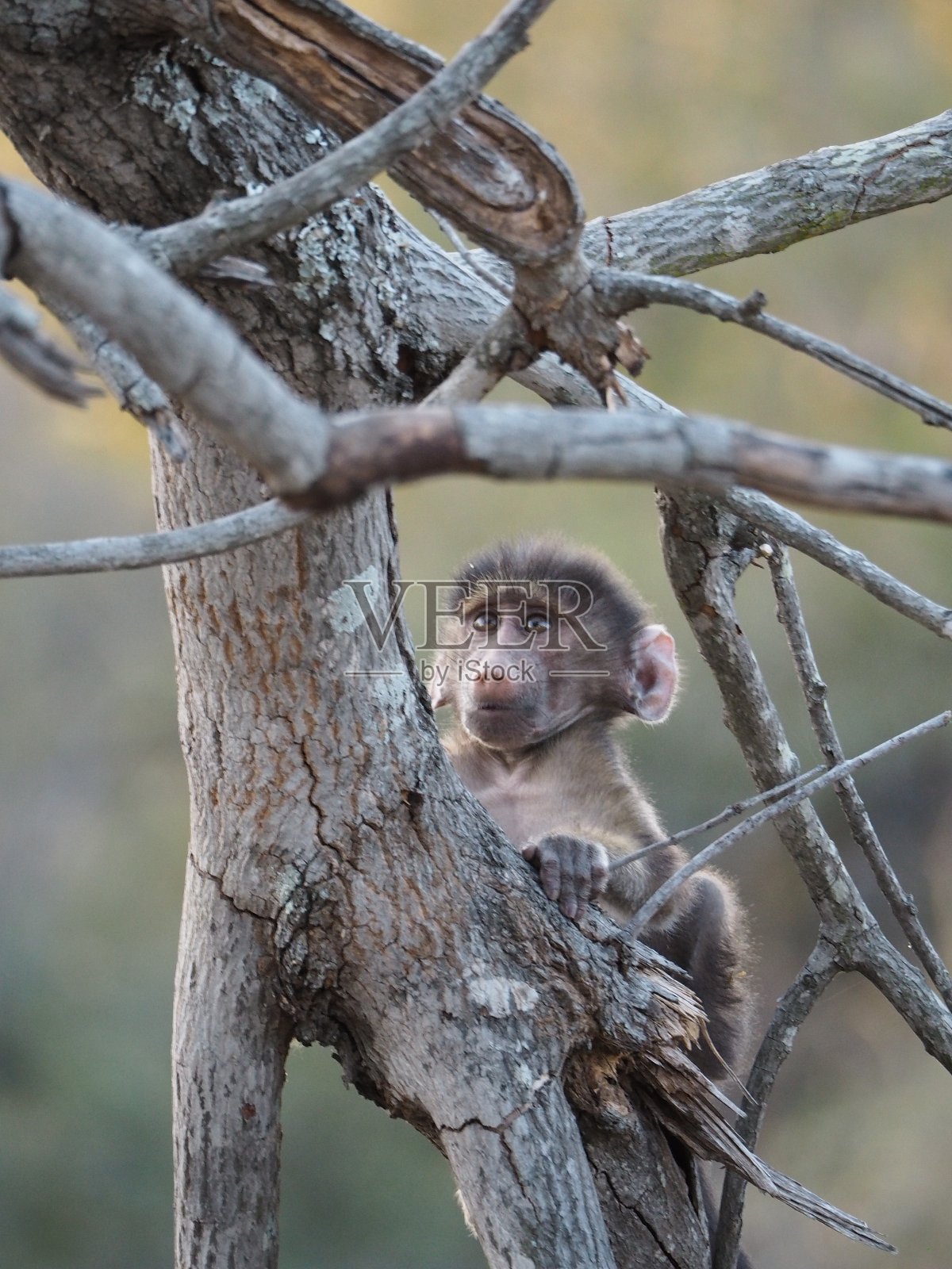 一只小狒狒质疑自己的攀爬能力照片摄影图片