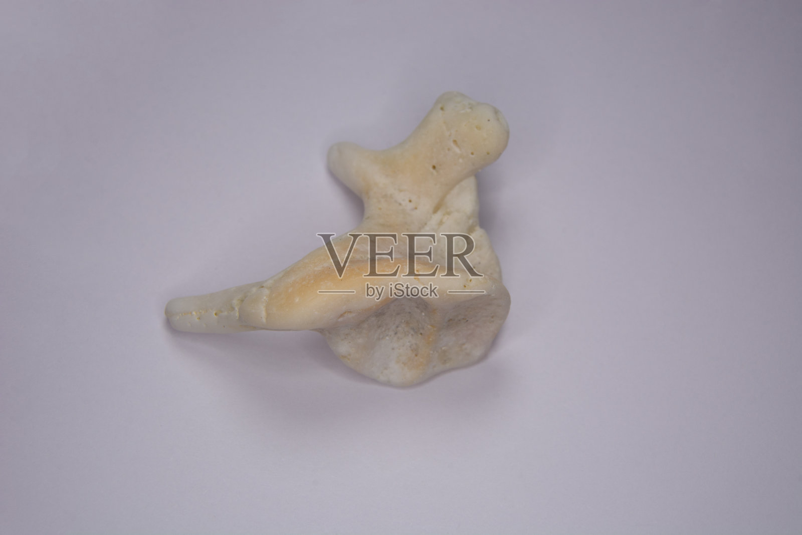 马尔代夫珊瑚照片摄影图片