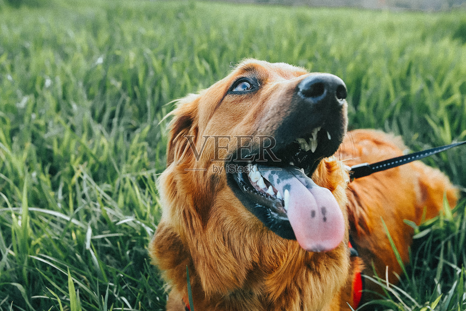 快乐的狗坐在充满活力的绿色草地上喘息照片摄影图片