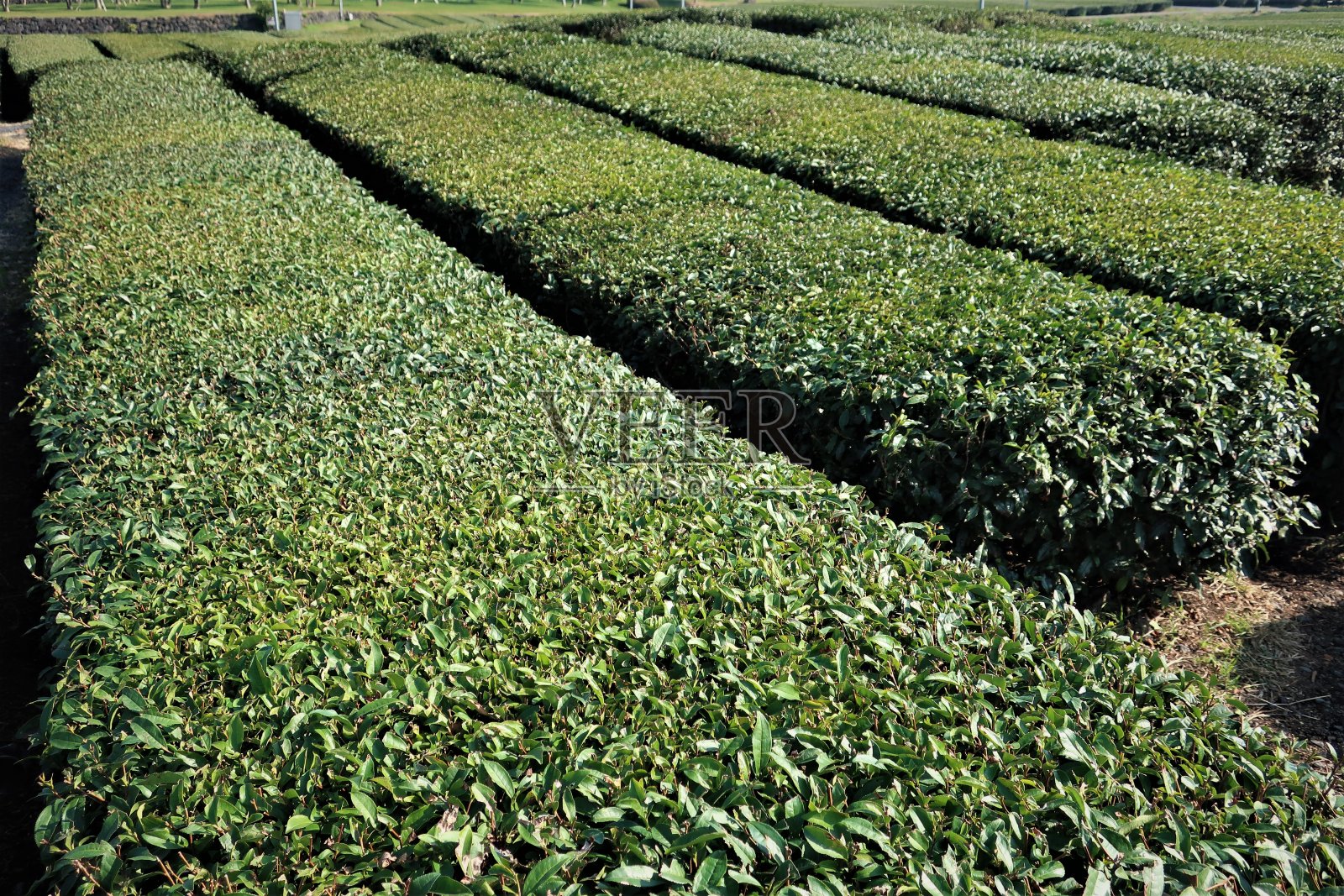 韩国济州岛的绿茶风光照片摄影图片