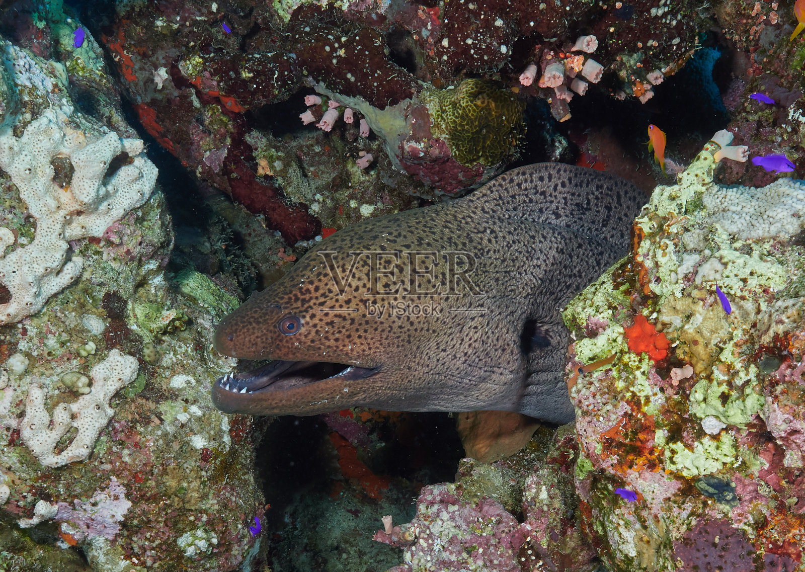 红海鳗鱼照片摄影图片