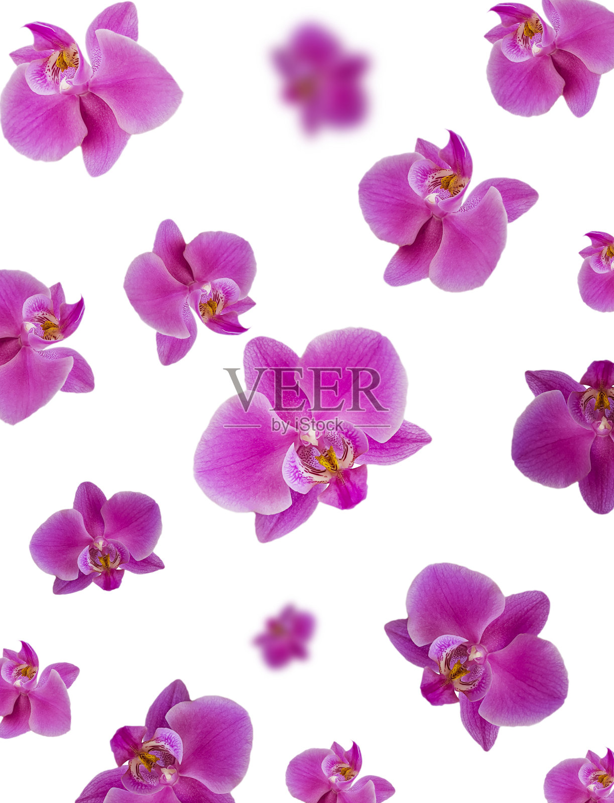 孤立在白色背景上的兰花花照片摄影图片