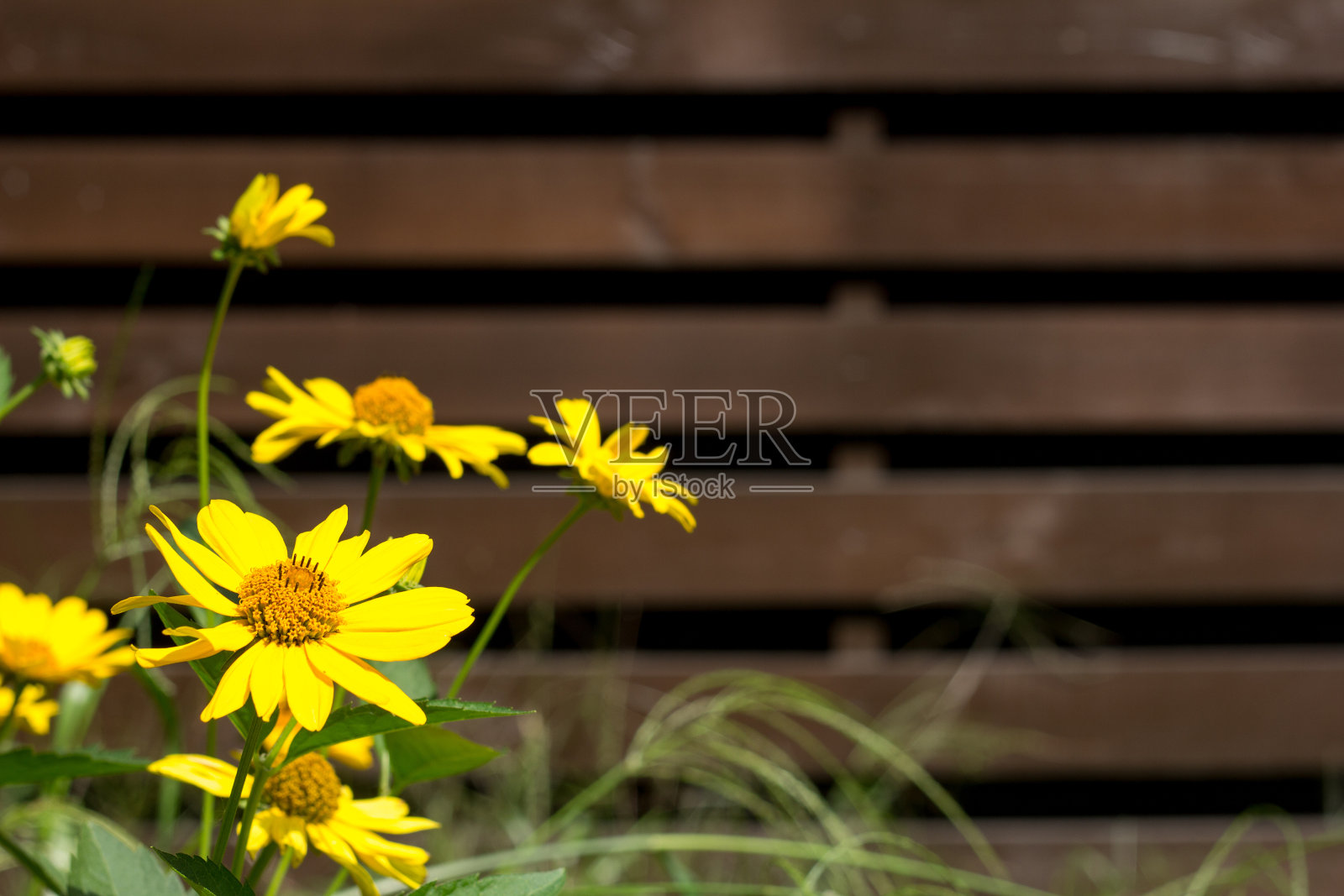 在一个夏日阳光明媚的日子，金盏花在篱笆的背景，乡村风格，户外。照片摄影图片