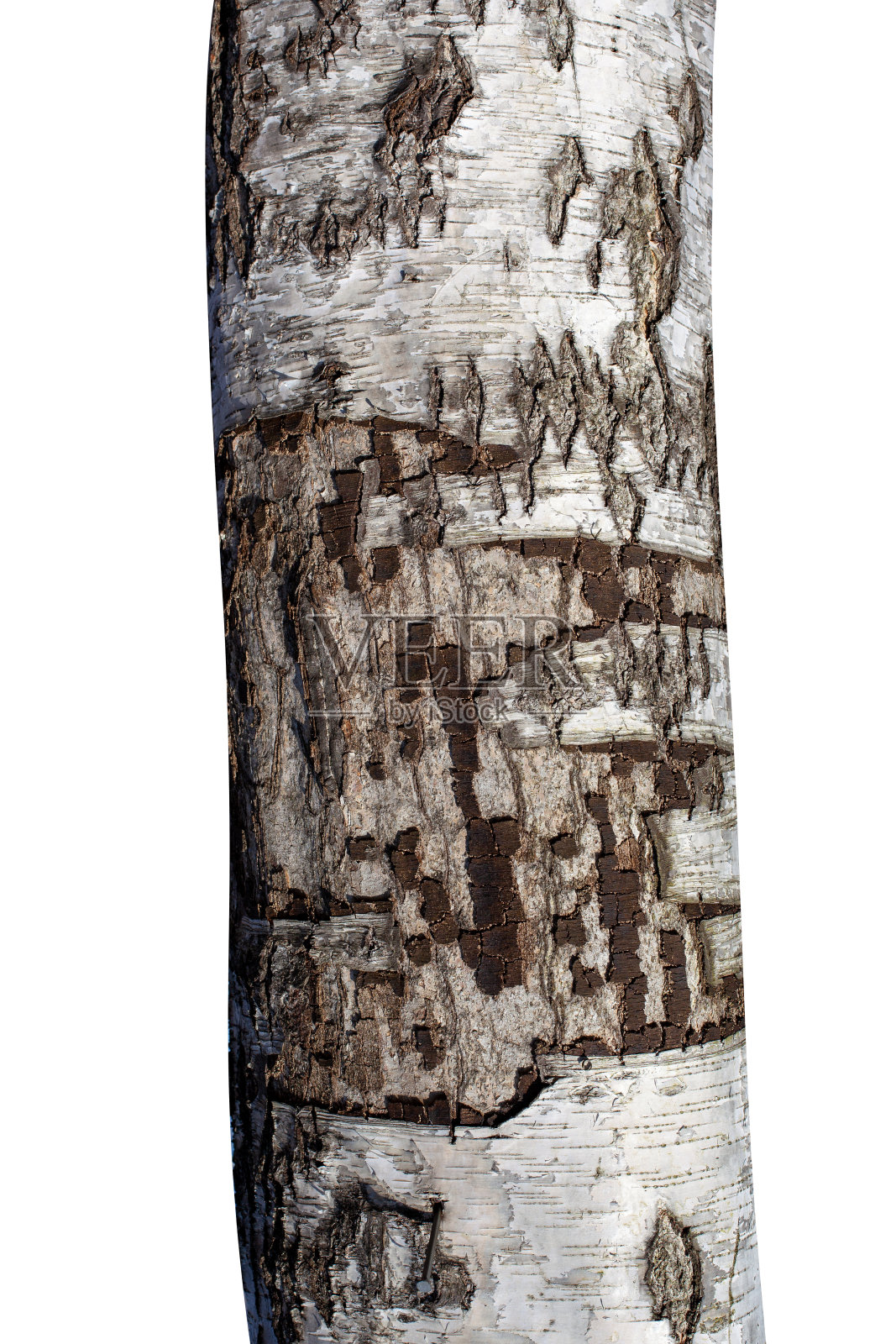 白桦孤立在白色背景上照片摄影图片