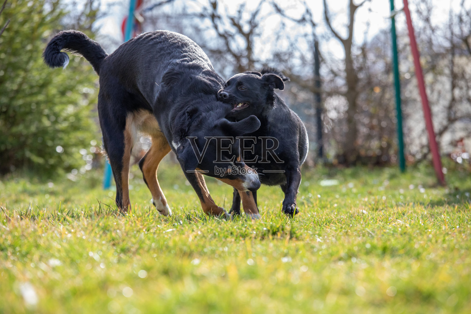 一只狗在户外和一只拉布拉多混血小狗玩耍照片摄影图片