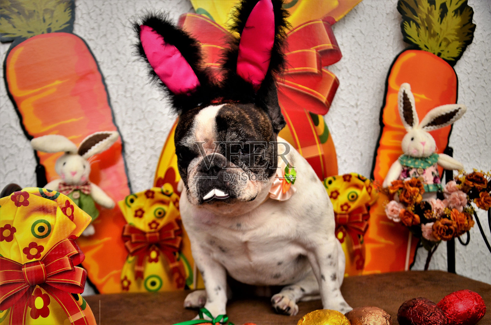 复活节派对上的法国斗牛犬照片摄影图片