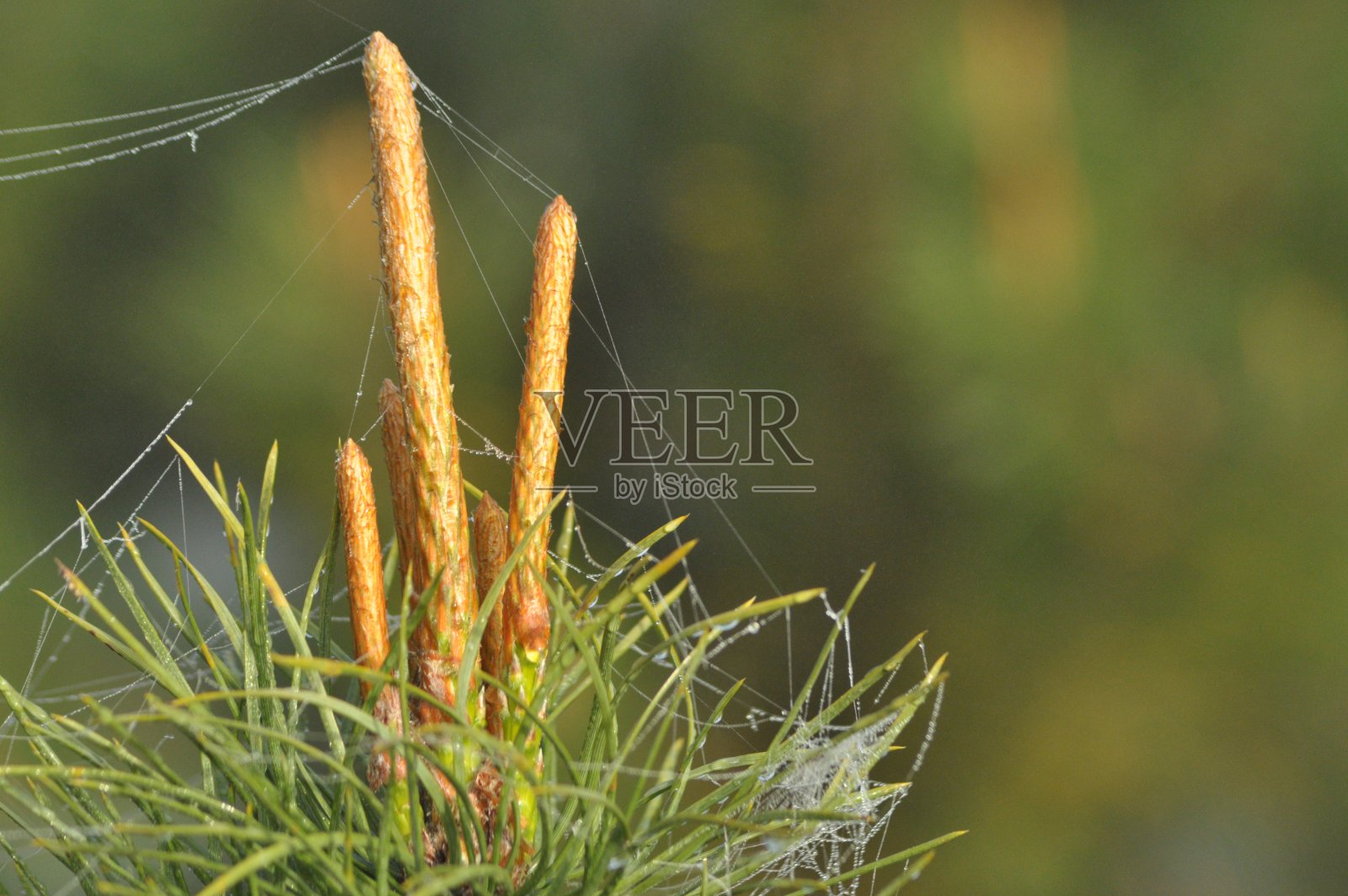 春天生长在树梢上的松树嫩芽。用于止咳糖浆的药用植物。照片摄影图片
