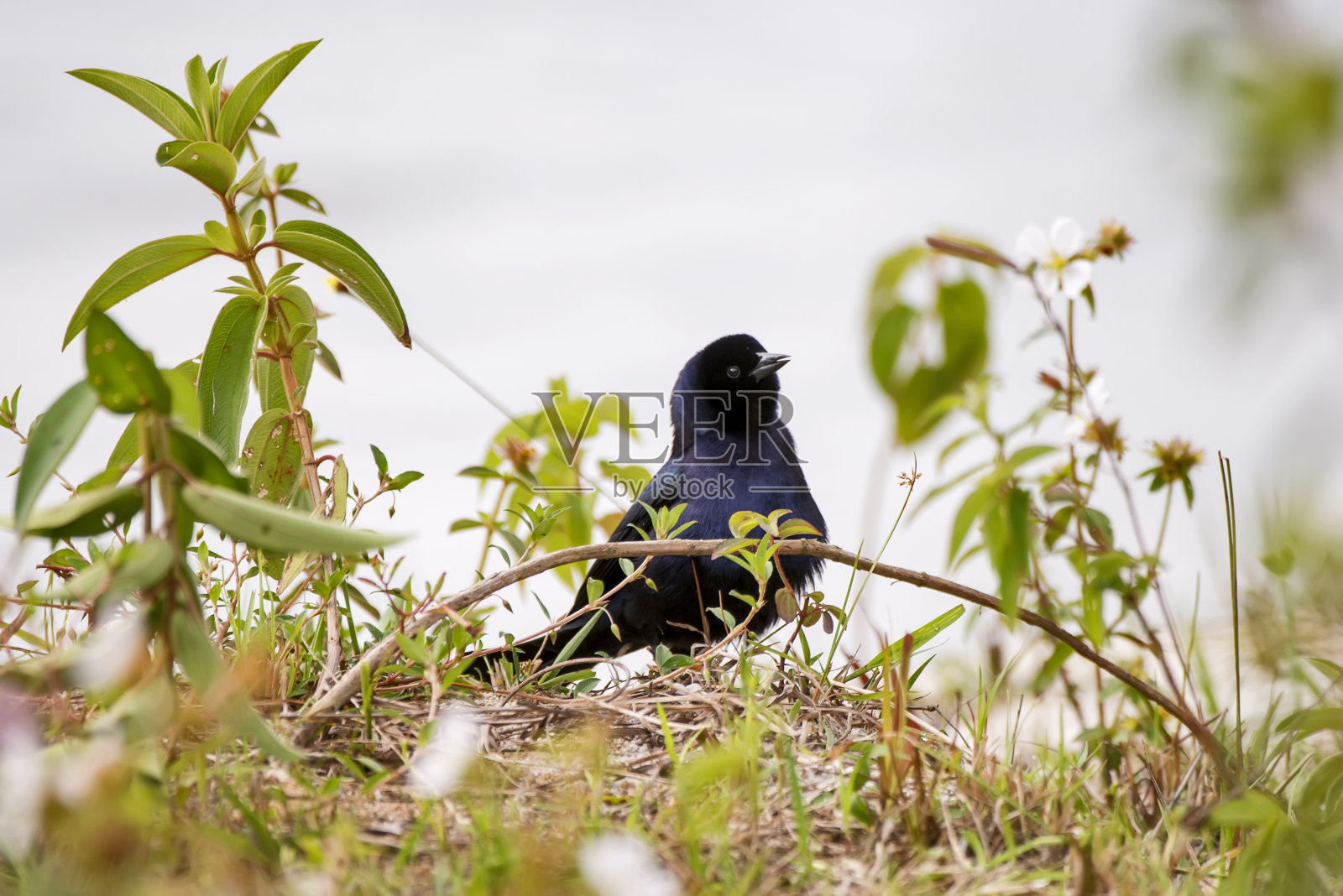 圣埃斯皮里托(Espirito Santo) Linhares拍摄的早午餐上闪亮的牛椋鸟。照片摄影图片