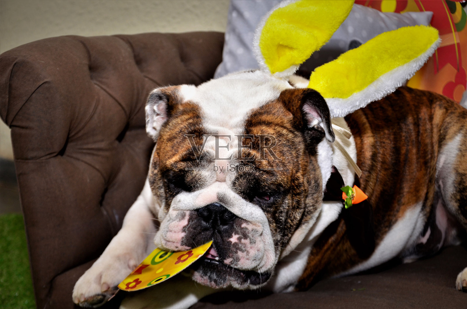 英国斗牛犬在沙发上咬复活节装饰照片摄影图片