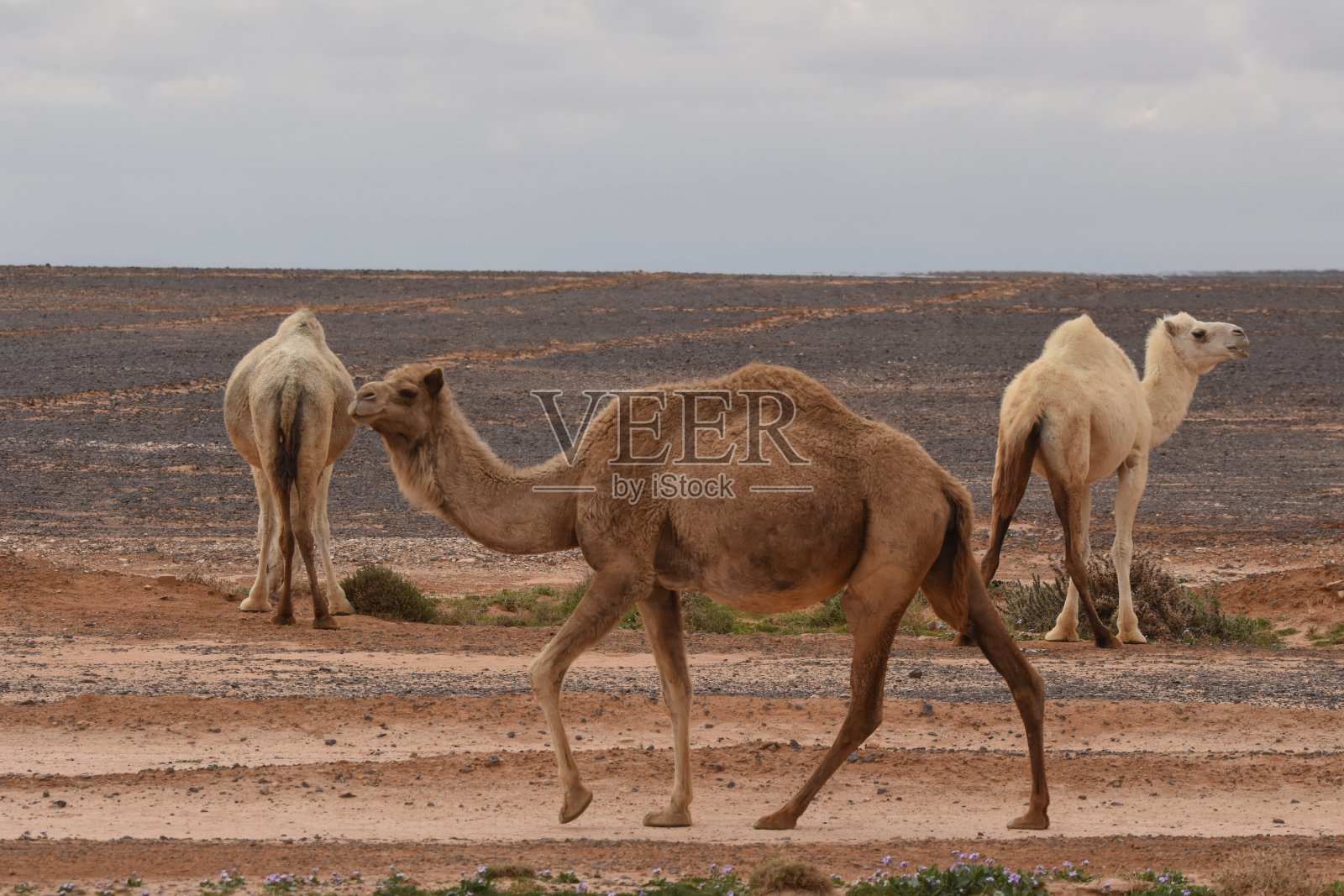 一群骆驼在约旦东部沙漠中游荡，寻找食物照片摄影图片