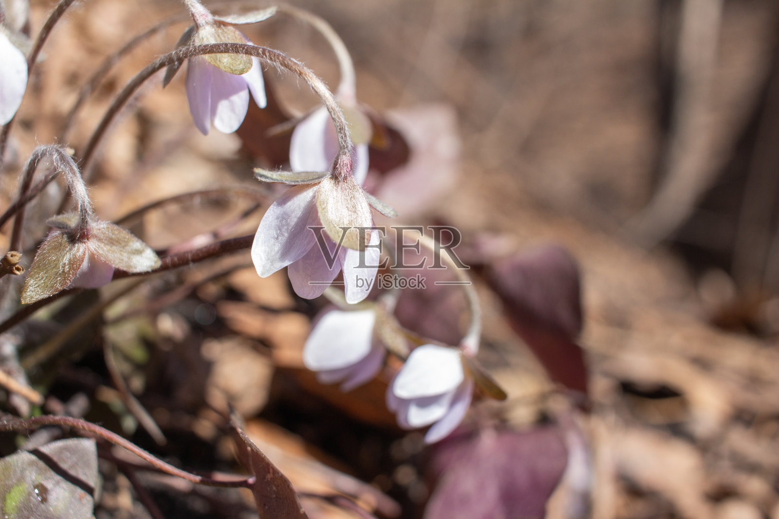 在林地中生长的新出现的肝片类野花的特写视图照片摄影图片