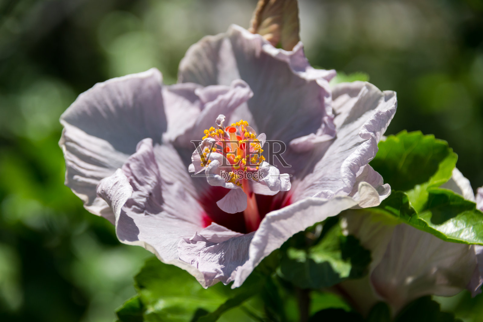 参观以色列的芙蓉花农场照片摄影图片