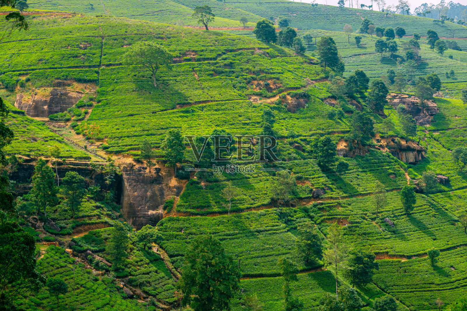 Nuwara Eliya附近的茶园景观照片摄影图片