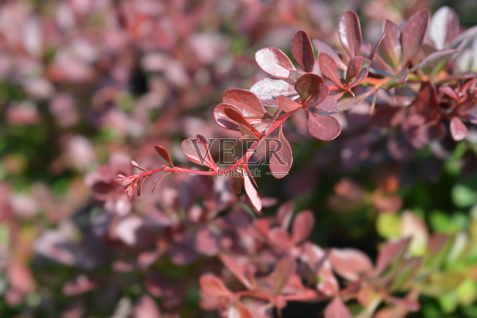 矮紫日本小檗照片摄影图片